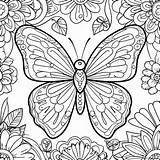 Symmetry Butterfly Coloring Page 33433 26426 sketch template