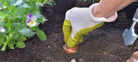 How To Plant Tulip Bulbs (Beginners Guide)