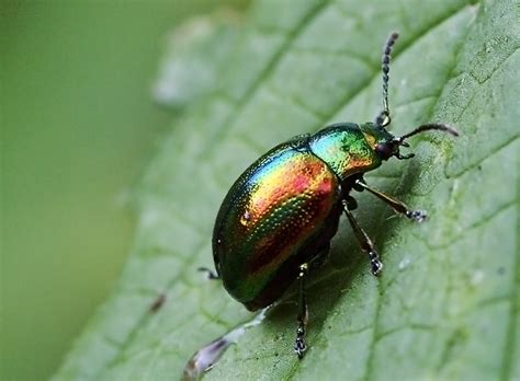 kleiner schillernder Käfer Foto & Bild | tiere, wildlife, insekten ...