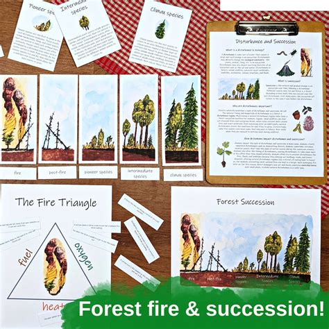 Forest Ecology Unit: HUGE Collection of Printable Ecosystem - Etsy