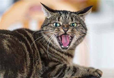 How Your Cat's Behavior May Change with Age | PetMD