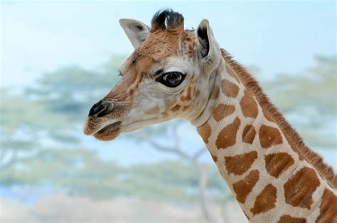 Baby Giraffe at the Bronx Zoo | Bronx zoo, Giraffe, Baby giraffe