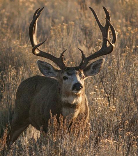 horned animal #whitetaildeerwallpaper | Mule deer hunting, Whitetail ...