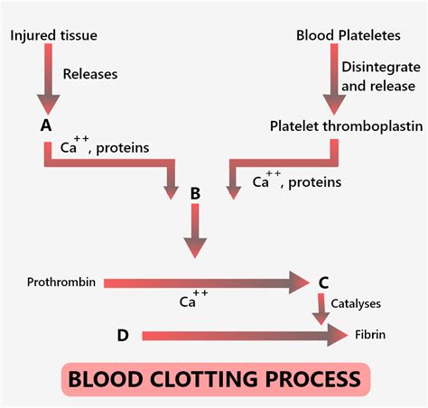 Blood Clotting Process Flow Chart - Flowchart Examples