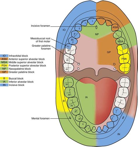 Dental Nerve Block Side Effects at Cecil Simpson blog