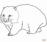 Wombat coloring Page  Free Printable Coloring Pages sketch template