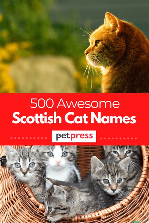 Scottish Cat Names - 500 Awesome Name Ideas for Your Kitten