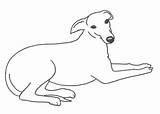 Whippet Clipart sketch template