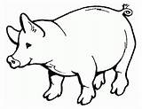Pork Coloring Pages At GetDrawings  Free Download sketch template