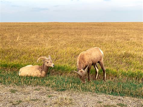 What To See and Do in Badlands National Park – everygoodthing