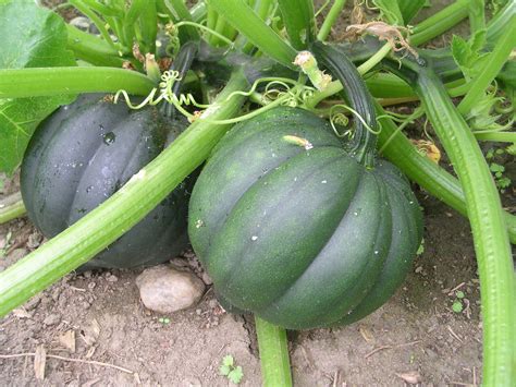 Winter squash facts and health benefits