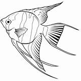 Freshwater Angelfish Pterophyllum Scalare coloring Page  Free sketch template