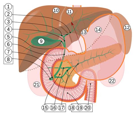 Major duodenal papilla - Wikipedia