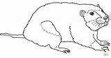 Gopher coloring page  Free Printable Coloring Pages sketch template