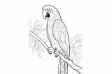 Parrot Coloring Page Graphic By Mimishop · Creative Fabrica sketch template