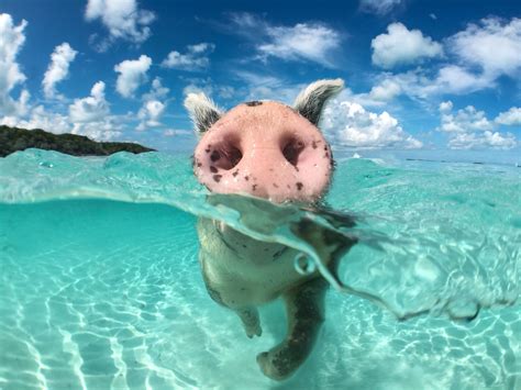 Why going on an Exuma Pigs Tour in the Bahamas is a Must