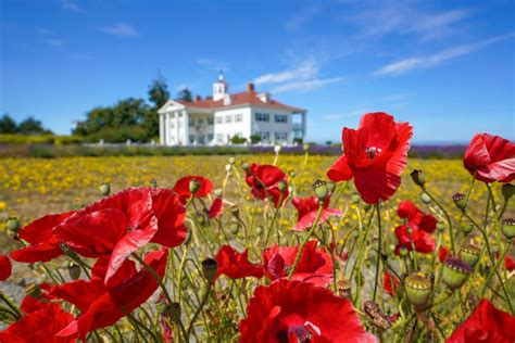 The Most Beautiful Sequim Lavender Farms to Visit This Summer