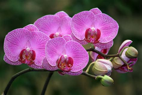 Phalaenopsis hybrid Orchid (3/15/2013) | Phalaenopsis orchid, Orchids, Orchid show