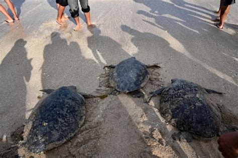 Bali sea turtles set free after poacher arrests - National - The Jakarta Post