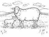 Free Printable Sheep Coloring Pages For Kids sketch template