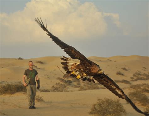 falconry hunting in Qatar – Green Prophet | Impact News for the Middle East