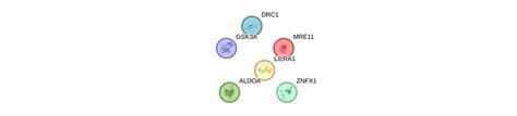 DRC1 Gene - GeneCards | DRC1 Protein | DRC1 Antibody