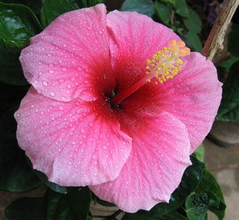 Conociendo a la guapísima flor del hibisco Rosa de China | Hibiscus plant, Flower seeds ...