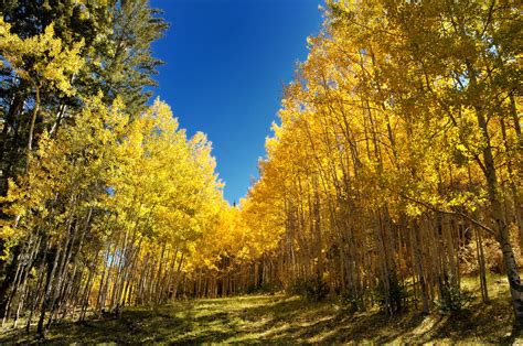 Here Are 14 Photos of Fall in New Mexico That Will Take Your Breath Away