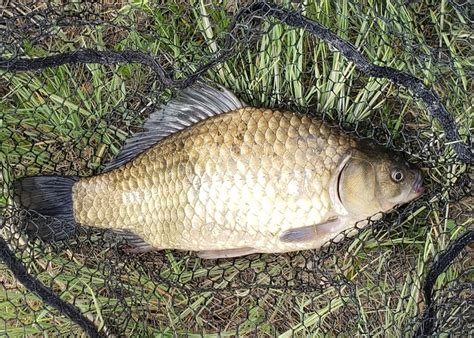 Invasive Prussian carp found in west central lakes - SwiftCurrentOnline ...