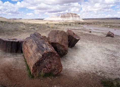 One Day in Petrified Forest National Park: A Complete Guide — Uprooted ...