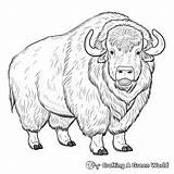 Musk Ox Coloring Pages  Free & Printable sketch template