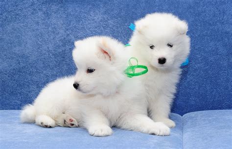 Download Puppy Dog Animal Samoyed 4k Ultra HD Wallpaper