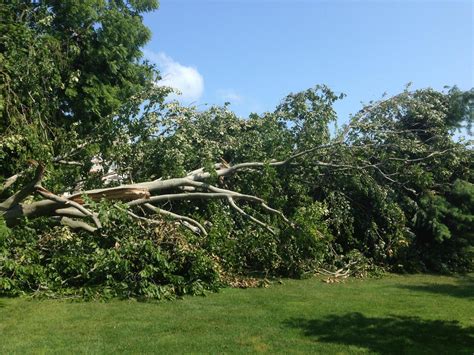 Storm Damage Cleanup - Tree Cleanup | Reaching Higher