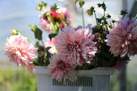 Dahlias at the Floret Flower Farm