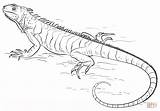 Iguana coloring Page  Free Printable Coloring Pages sketch template