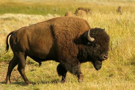 Once plentiful on the plains of the United States, the Plains Bison is ...