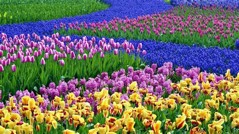 Free Spring Flowers Wallpaper Backgrounds | Best Flower Site