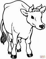 Cow 26 coloring Page  Free Printable Coloring Pages sketch template
