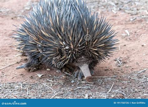 Short-beaked Echidna stock photo. Image of shortbeaked - 191758726