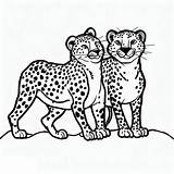 Two Cute Cheetah coloring Page  Download Print Or Color Online For Free sketch template