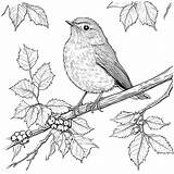 Robin On A Tree Branch coloring page Lulu Pages sketch template