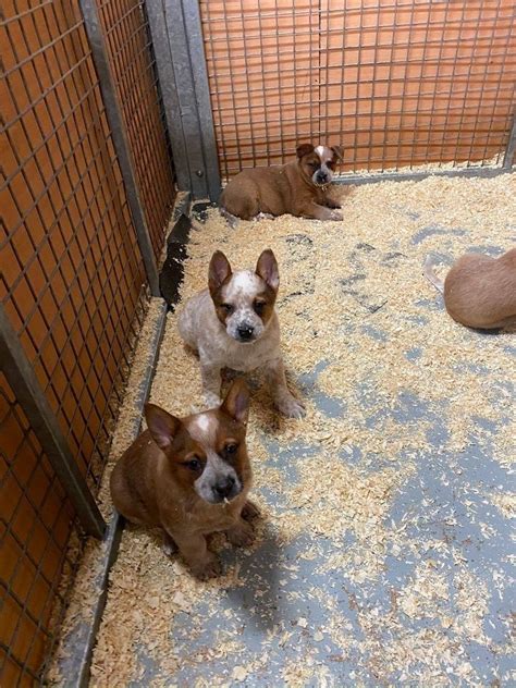 Australian Stumpy Tail Cattle dog Pure breed Puppies