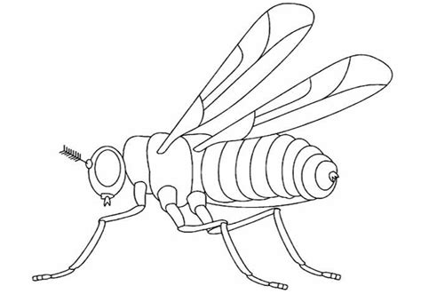 Color Mutant Homeobox Genes in Drosophila