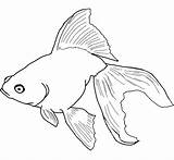 Free Printable Goldfish Coloring Pages For Kids  Pictures sketch template