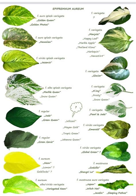 Types Of Variegated Pothos