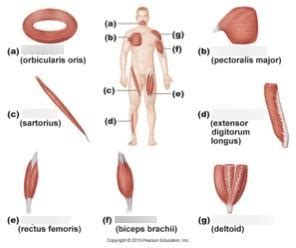 fascicle arrangement in muscle Diagram | Quizlet