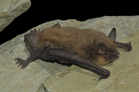 Bat Species Of Kentucky - Wildlife Removal Pros Lexington, Kentucky ...