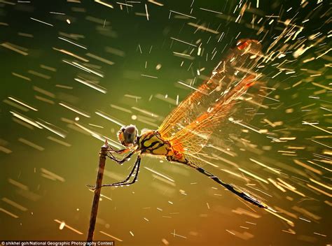 National Geographic photo contest 2011: Winners capture stunning images ...