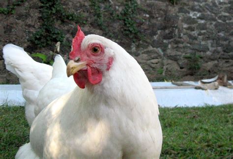 Solid white (chicken plumage) - Wikipedia