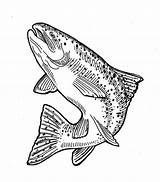 Jumping Trout Drawing Sketch Coloring Page sketch template
